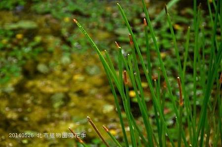 20140526北市植物園荷花季 082_nEO_IMG.jpg