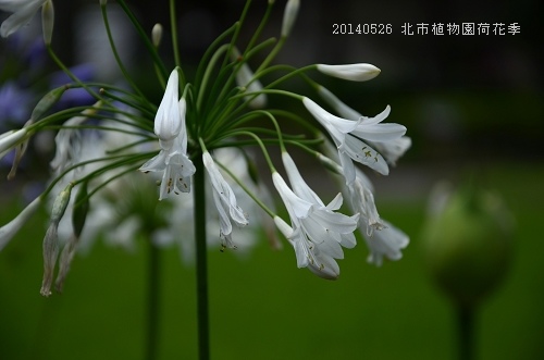 20140526北市植物園荷花季 087_nEO_IMG.jpg