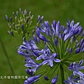 20140526北市植物園荷花季 090_nEO_IMG.jpg