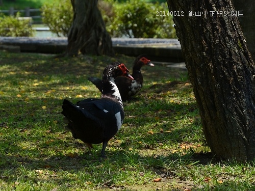 20140612龜山中正紀念園區 098_nEO_IMG.jpg