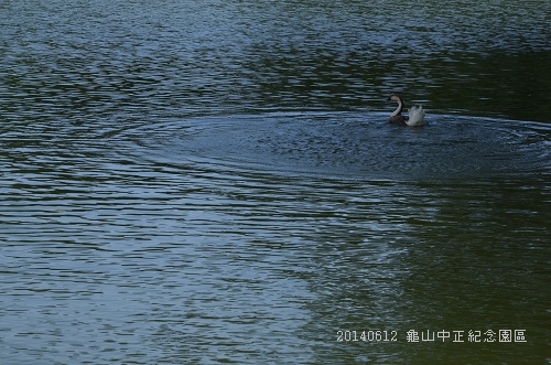 20140612龜山中正紀念園區 021_nEO_IMG.jpg