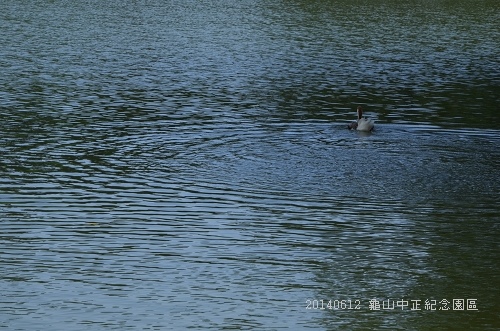 20140612龜山中正紀念園區 022_nEO_IMG.jpg