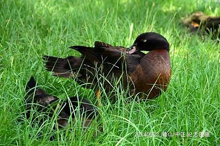 20140612龜山中正紀念園區 035_nEO_IMG.jpg