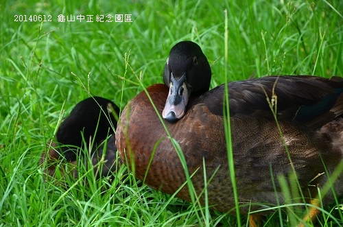 20140612龜山中正紀念園區 042_nEO_IMG.jpg