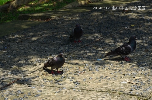 20140612龜山中正紀念園區 070_nEO_IMG.jpg