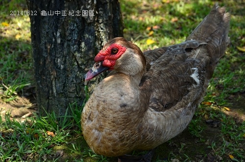 20140612龜山中正紀念園區 081_nEO_IMG.jpg