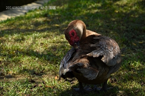 20140612龜山中正紀念園區 083_nEO_IMG.jpg