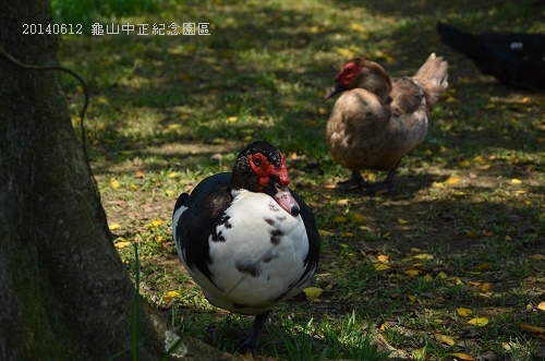 20140612龜山中正紀念園區 085_nEO_IMG.jpg