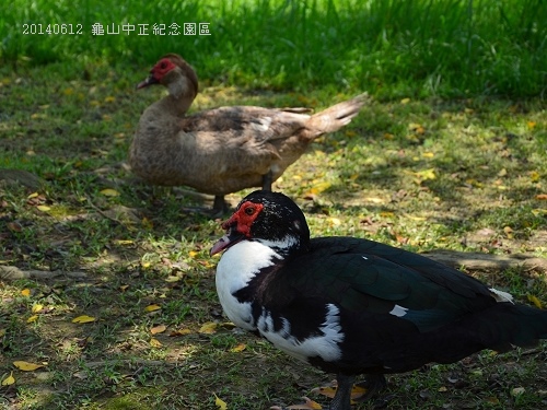 20140612龜山中正紀念園區 090_nEO_IMG.jpg