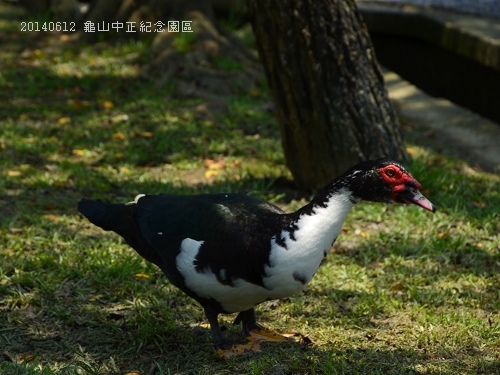 20140612龜山中正紀念園區 093_nEO_IMG.jpg