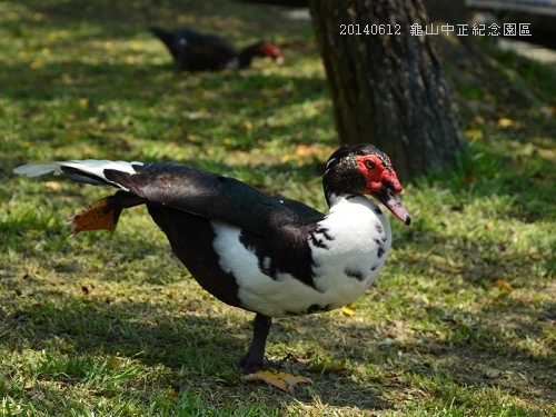 20140612龜山中正紀念園區 095_nEO_IMG.jpg