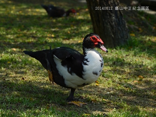 20140612龜山中正紀念園區 094_nEO_IMG.jpg