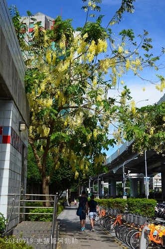 20140719史蹟館阿勃勒,二二八公園 016_nEO_IMG.jpg