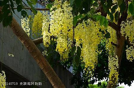 20140719史蹟館阿勃勒,二二八公園 040_nEO_IMG.jpg