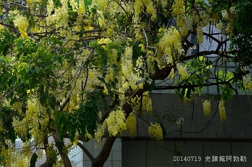 20140719史蹟館阿勃勒,二二八公園 045_nEO_IMG.jpg