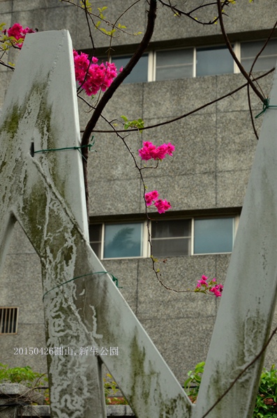 20150426圓山,新生公園玫瑰園13.jpg