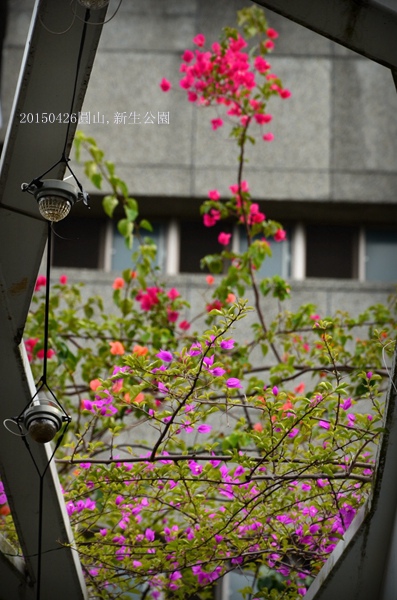 20150426圓山,新生公園玫瑰園19.jpg