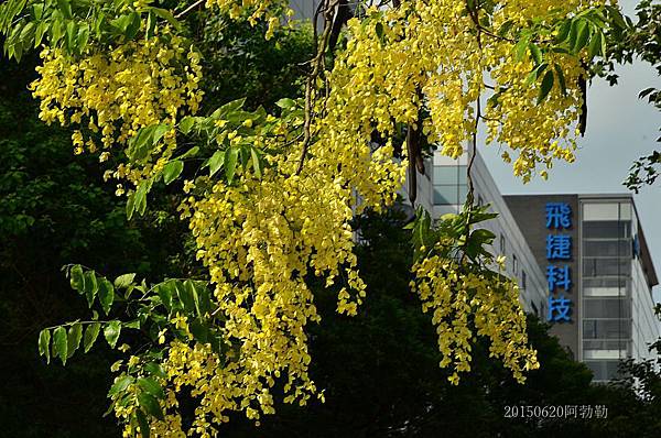 20150620阿勃勒&中正紀念園區16.jpg