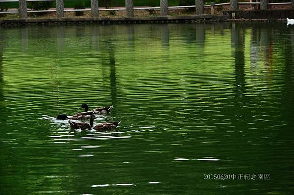 20150620阿勃勒&中正紀念園區22.jpg