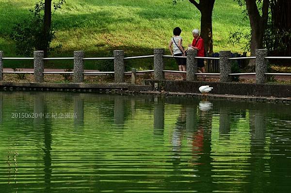 20150620阿勃勒&中正紀念園區23.jpg