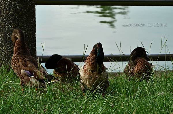 20150620阿勃勒&中正紀念園區27.jpg