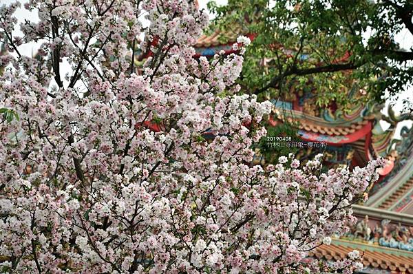 20190408竹林山寺印象&櫻花季21.jpg