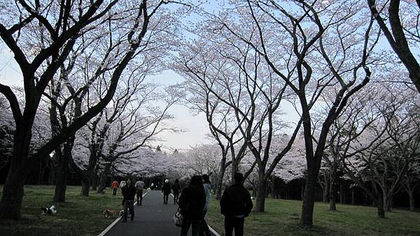 難怪日本人喜歡在櫻花下野餐