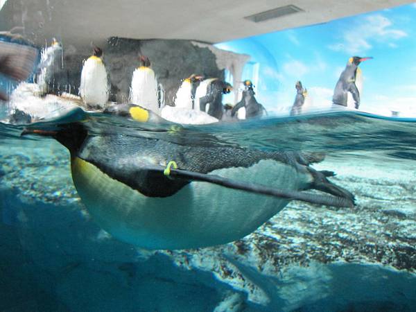 鴨川海洋水族樂園