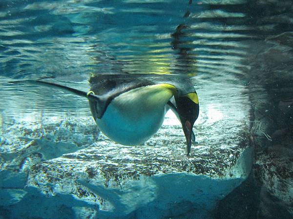 鴨川海洋水族樂園