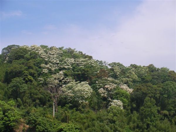 油桐花