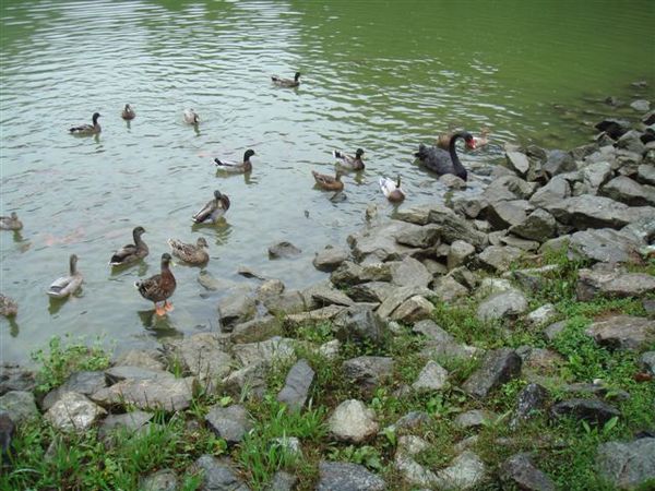 明池湖裡的鴨子