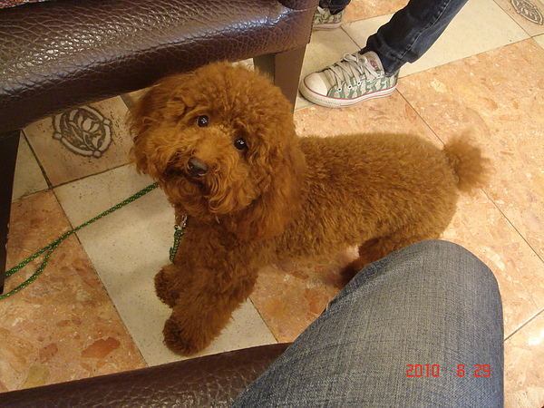 小Damon