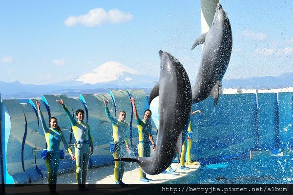 きずな／kizuna_（新江ノ島水族館）.JPG