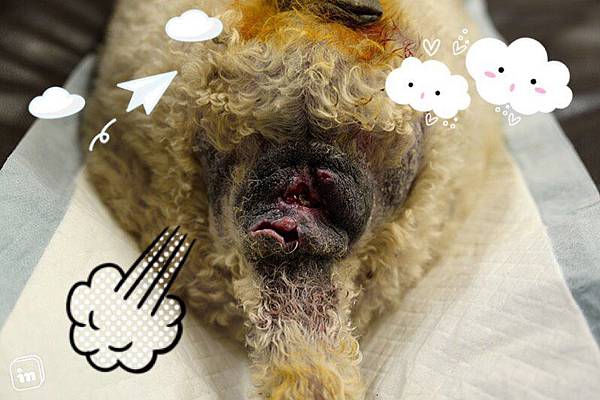 05_治療第七天傷口慢慢癒合.jpg 05_治療第七天傷口慢慢癒合.jpg