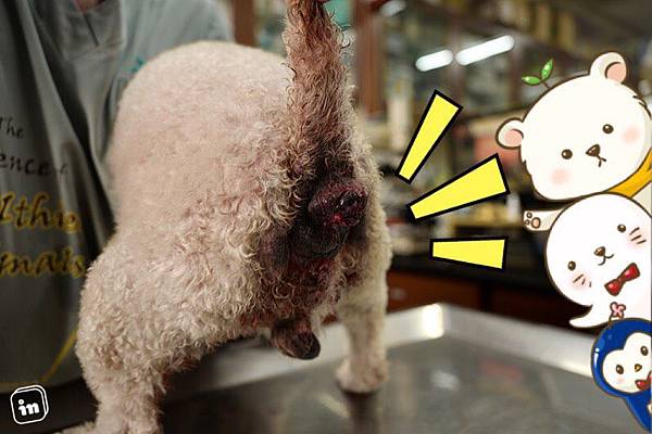 02_注射第一劑之後腫瘤紅腫發脹.jpg 02_注射第一劑之後腫瘤紅腫發脹.jpg