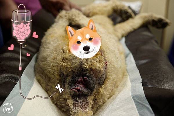 06_治療第七天傷口慢慢癒合_2.jpg 06_治療第七天傷口慢慢癒合_2.jpg