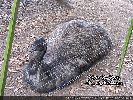 Wildlife Park