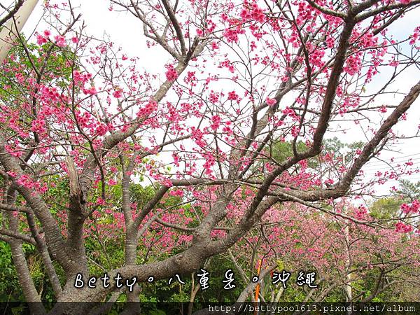 八重岳公園賞櫻