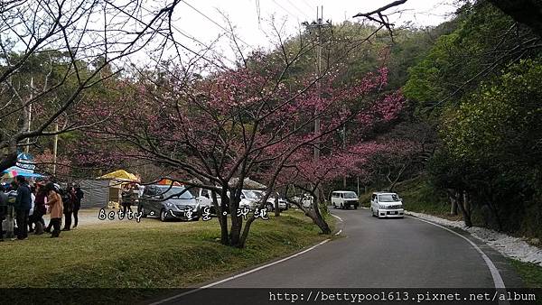 八重岳公園賞櫻