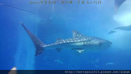 美麗海水族館