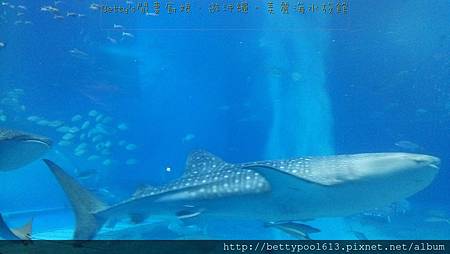 美麗海水族館