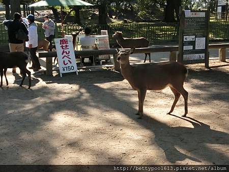 奈良散步走