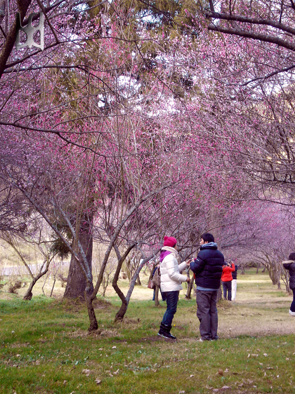 櫻花?梅花?傻傻得不不清楚