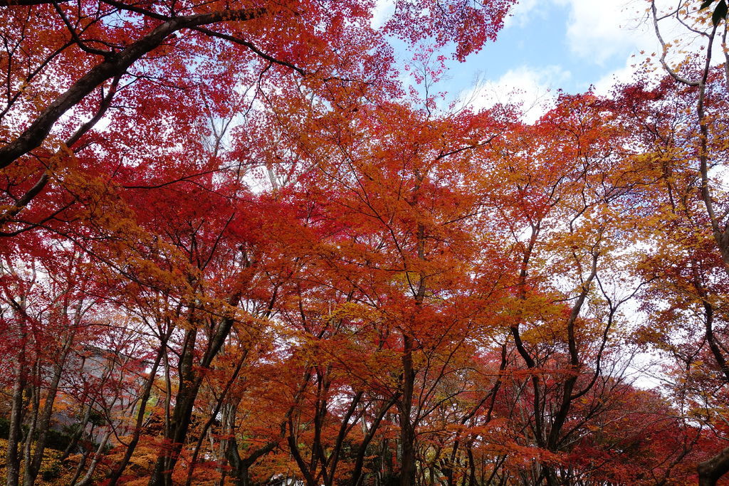 DSC09293 DSC09293