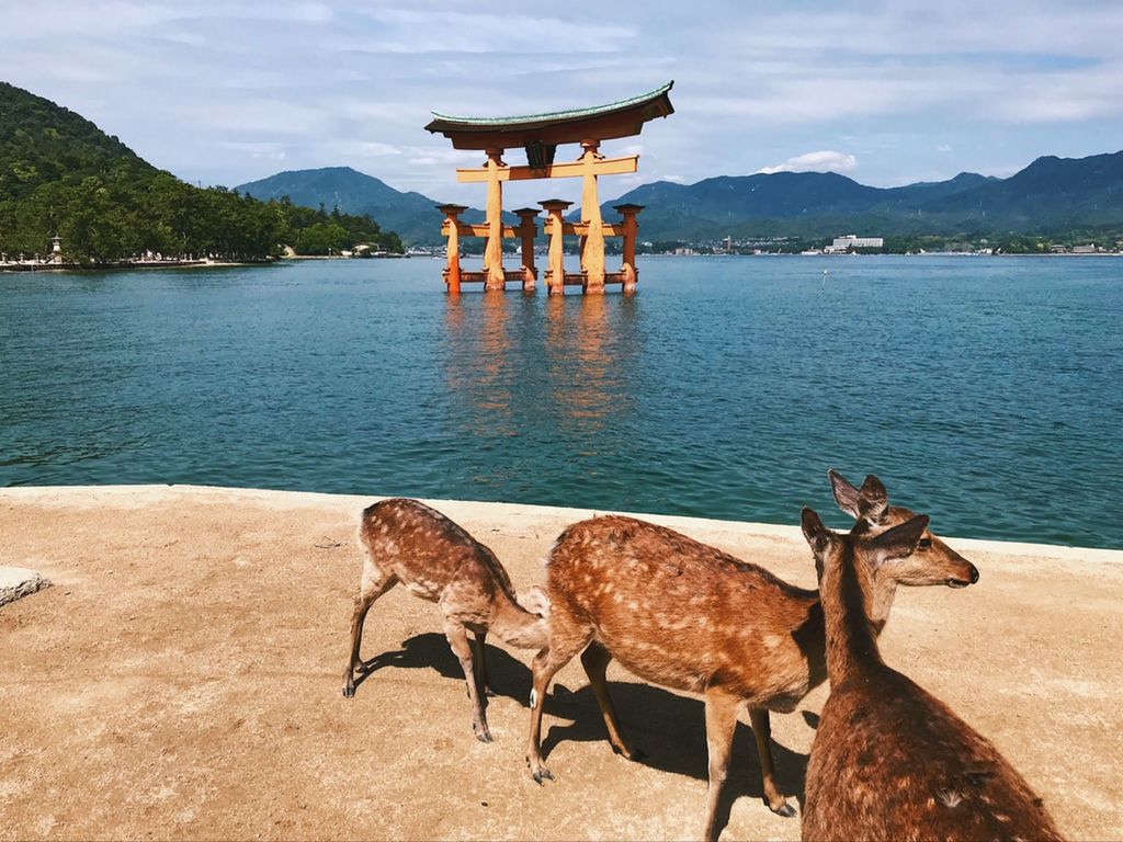 Japan 走跳 日本廣島用jr周遊券搭宮島渡輪 遊嚴島神社看海上大鳥居 Beverly比猴俐的小花園 痞客邦