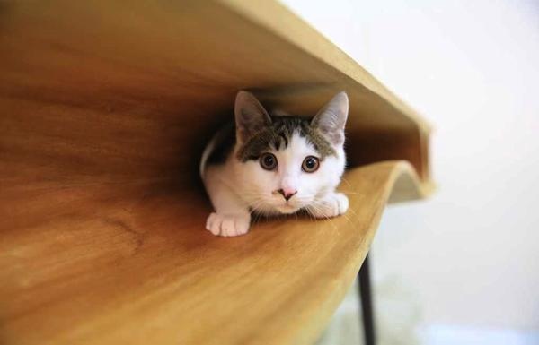 catable_1.jpg catable_1.jpg