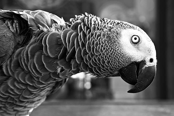 parrot-1246663_1920.jpg