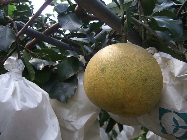 已經成熟的白柚