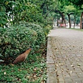 黑冠麻鷺＿雄性成鳥