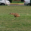 黑冠麻鷺＿亞成鳥